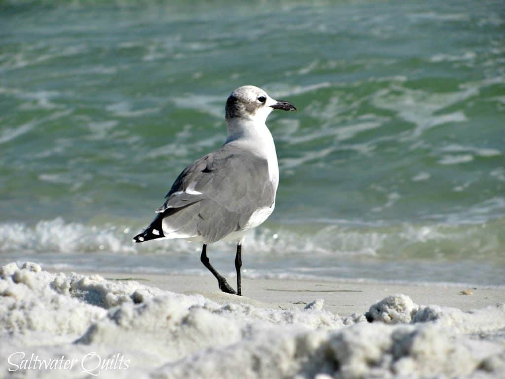 Seagull at the beach